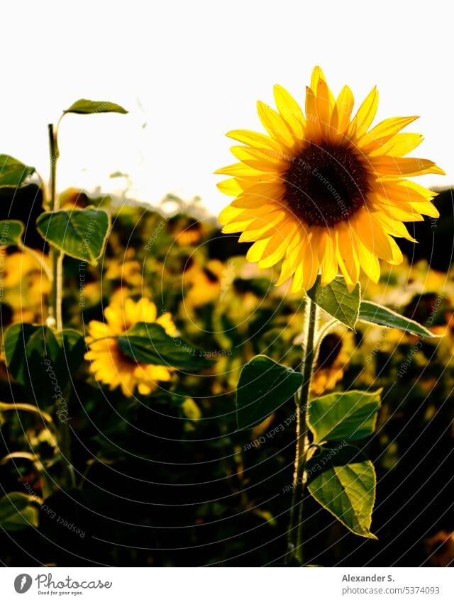 Sunflower in sunflower field in evening light Field Sunflower field Sunflowers Flower Blossom Sunset Agriculture Plant Blossoming Summer Agricultural crop