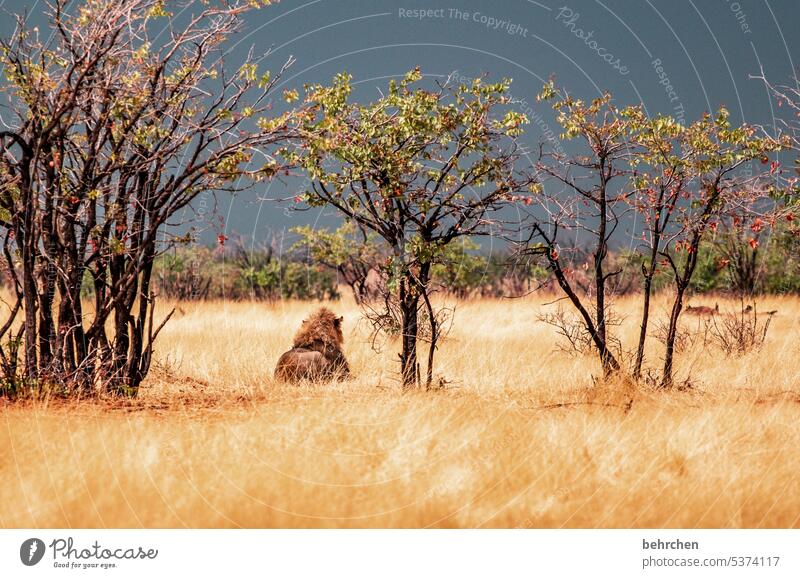 The King Landscape especially rest Bushes Grass Animal portrait Hunting Animal protection Colour photo Exterior shot Deserted Land-based carnivore Dangerous