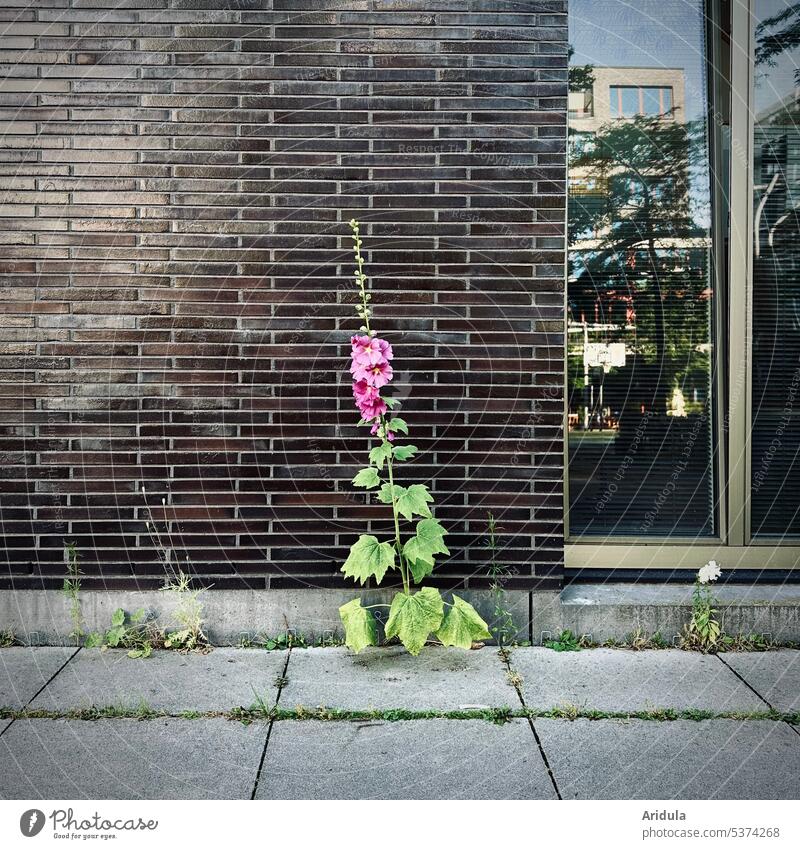 Hollyhock in the City Town Wall (building) Flower house wall Building Facade Architecture House (Residential Structure) Window reflection