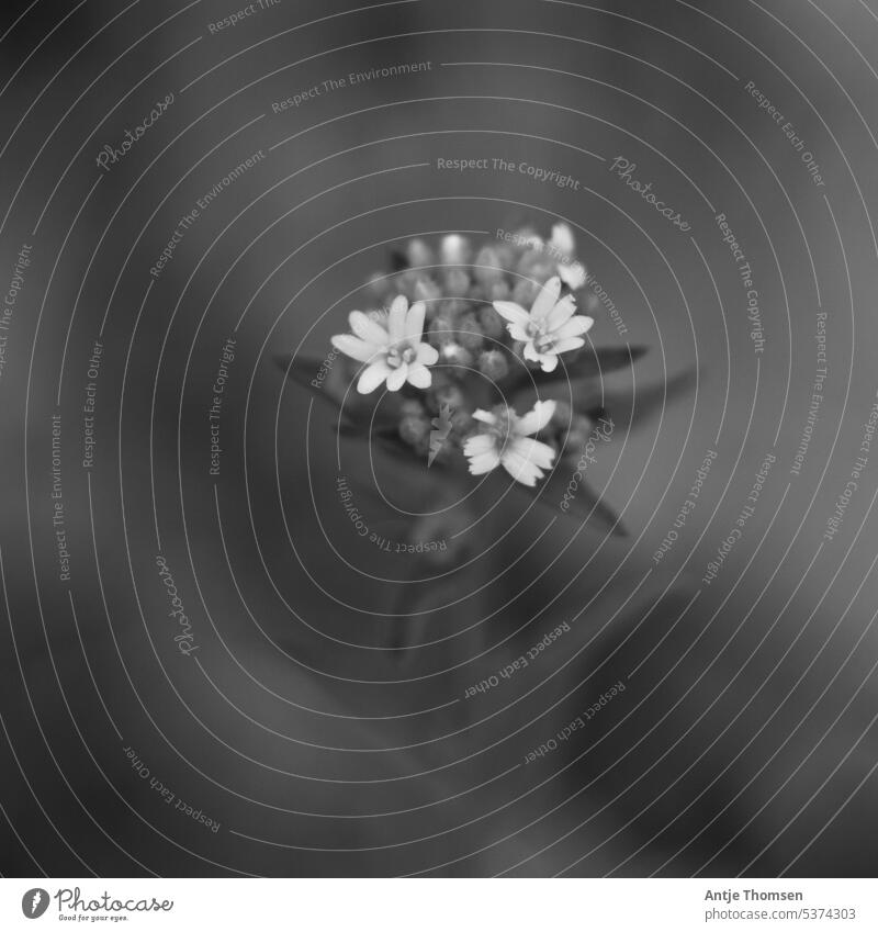 Grey cress Wild plant Black & white photo Shallow depth of field Plant Nature Exterior shot Close-up Macro (Extreme close-up) Detail Flower Blossom