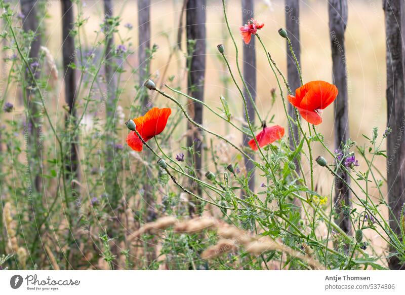 Poppies by the wayside Poppy poppy flower Poppy blossom wild flowers Wayside Red Summer Flower Nature Meadow Colour photo Exterior shot Wild plant Deserted