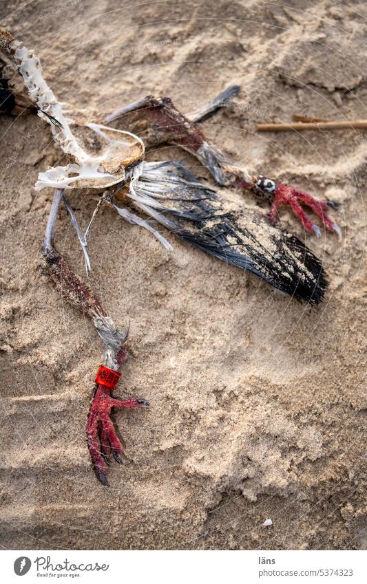 Ringed bird Bird Death ringed Transience Exterior shot Dead animal Animal Lie Beach Wild animal