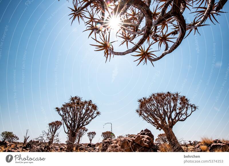 starry sky Plant solar star Kokerboom tree Tree Exceptional Namib desert Sun Sunlight Namibia Africa Desert Colour photo Vacation & Travel Nature Sky especially