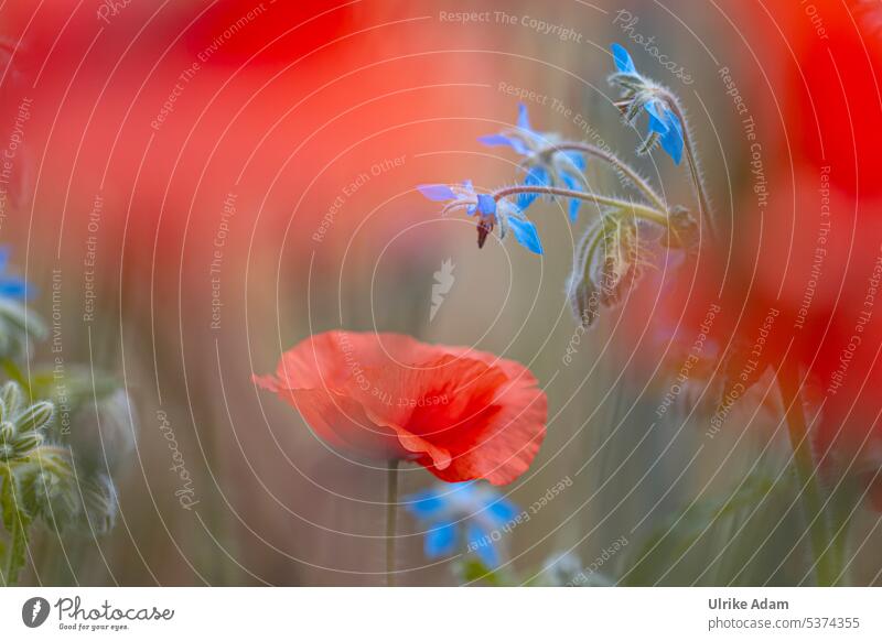 Red poppy meets borage Harmonious Soft Delicate Blossoming Exceptional poppy flower Decent romantic Colour photo Summer Garden floral Blue Nature Idyll