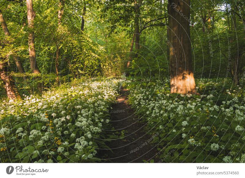 Forest covered with flowering white bear garlic, Allium ursinum, during the spring months. The white flowers give the forest a supernatural quality ostrava