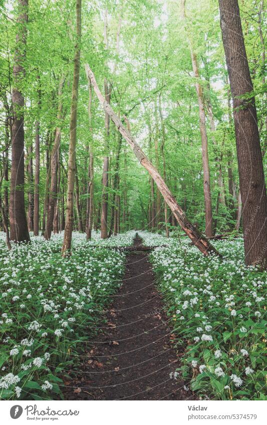 Forest covered with flowering white bear garlic, Allium ursinum, during the spring months. The white flowers give the forest a supernatural quality ostrava