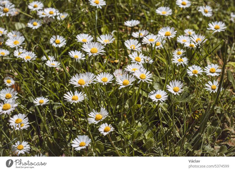 Field of daisies in green grass in summer weather. Photo full of Bellis perennis. A romantic flower full of tenderness, love and reassurance white daises