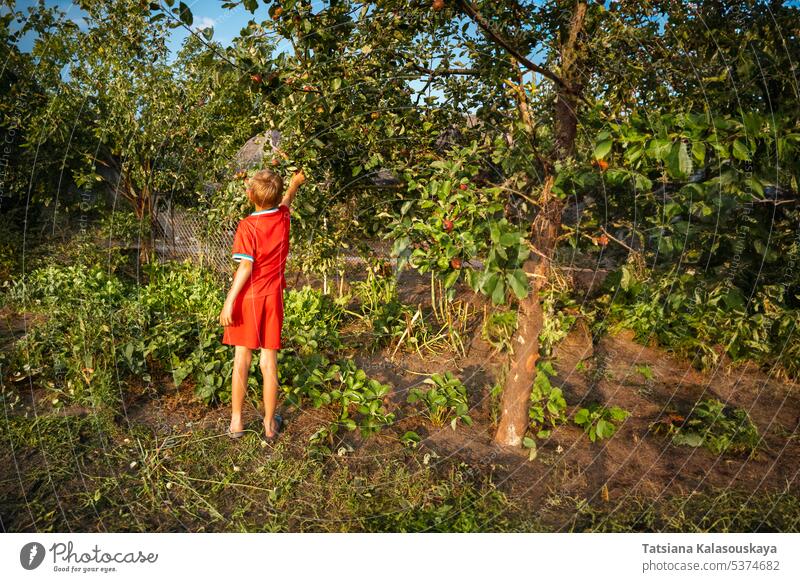 A boy picks apples from an apple tree in a village yard red summer clothes shorts T-shirt garden village house harvest fruit outdoor rural countryside