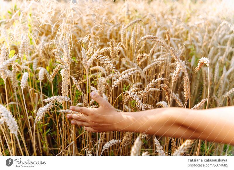 A child's hand runs over ears of wheat in the field. A boy touches cereals growing in an agricultural field childs hand corn wheat field agriculture farm