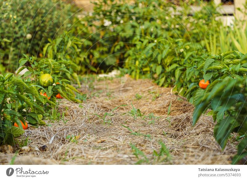 The passage between the ridges with vegetables is lined with dry grass or hay. The soil between the beds is covered with hay to reduce watering and improve breathing. A mulch is a layer of material applied to the surface of soil