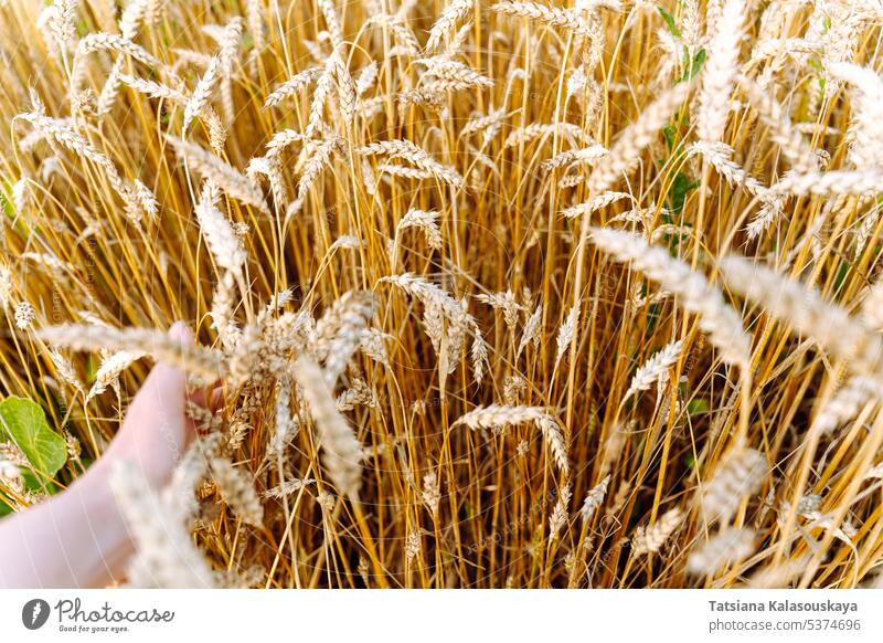 A woman's hand strokes ears of wheat in a cereal farmer's field female touches corn wheat field agriculture harvest rural countryside grain summer crop