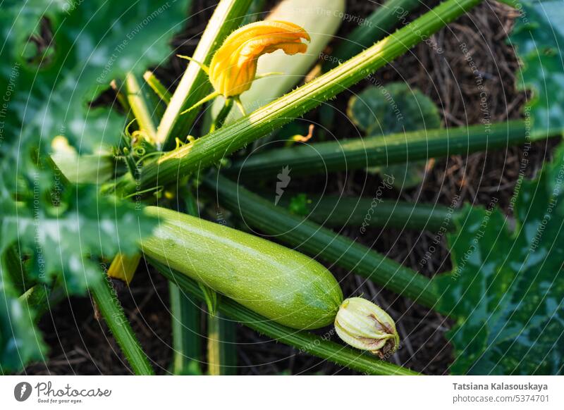 Young zucchini fruit with a flower growing on a bush in a farmer's garden harvest marrow white courgette green vegetable summer agriculture organic homegrown