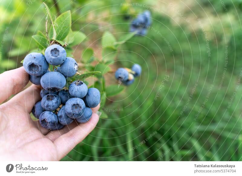 A bunch of ripe blueberries on a branch in a woman's hand bunches bush fruit harvest female hold holding fresh summer farm Blueberry Tree Blueberry Plant