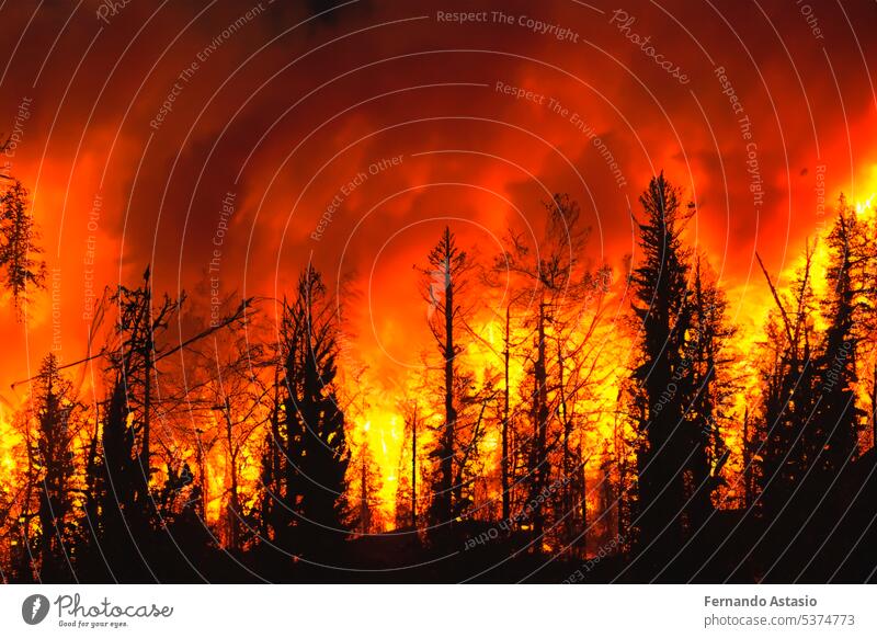 Forest fire. Forest fire in progress. Wildfire. Large flames of forest fire. Forest fire in the afternoon. Grass and trees are burning. Fire and smoke