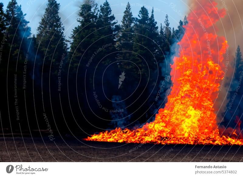 Forest fire. Forest fire in progress. Wildfire. Large flames of forest fire. Forest fire in the afternoon. Grass and trees are burning. Fire and smoke