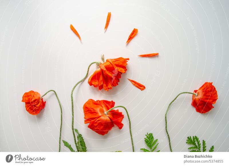 Flowers composition. Border made of beautiful red poppies on a white background. Greeting card. Flat lay, top view, copy space 8th march aesthetic banner beauty