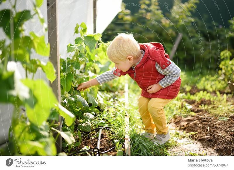 Little child picks a cucumber from the garden during harvesting in the home garden. Healthy eating for kids. picking cucumbers vegetable raised bed hothouse boy