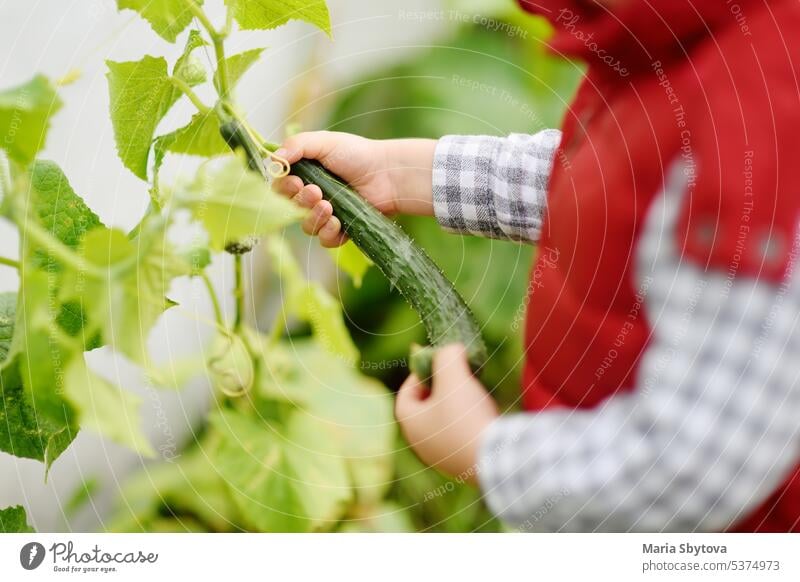 Little child picking cucumber from beds in greenhouse. Baby boy helps his family during harvest in vegetable garden. Children spend their summer holidays in village