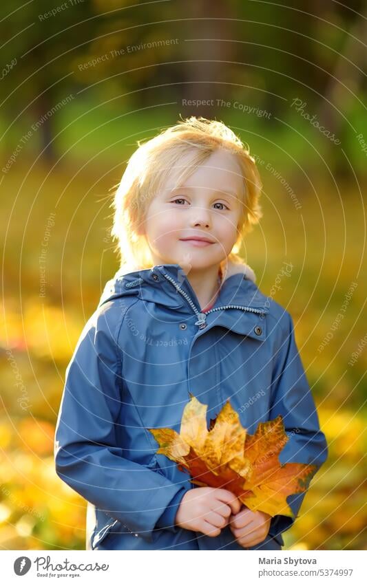 Portrait of a cute blond little boy with maple leaves in autumn park. portrait authentic lifestyle stroll collect preschooler child fall forest childhood kid