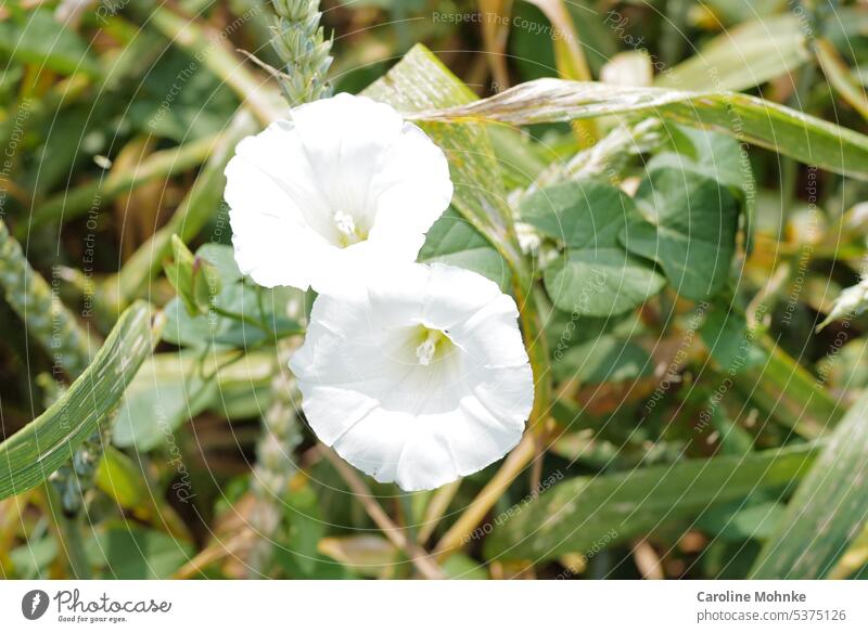 Fence bindweed in cornfield Bindweed cornflowers White trumpet-shaped Nature Summer Blossom Plant Flower Colour photo Blossoming Exterior shot blossom Close-up