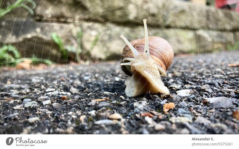 Vineyard snail with snail shell on sidewalk Crumpet Snail shell Animal molluscs off Tar Feeler escargot
