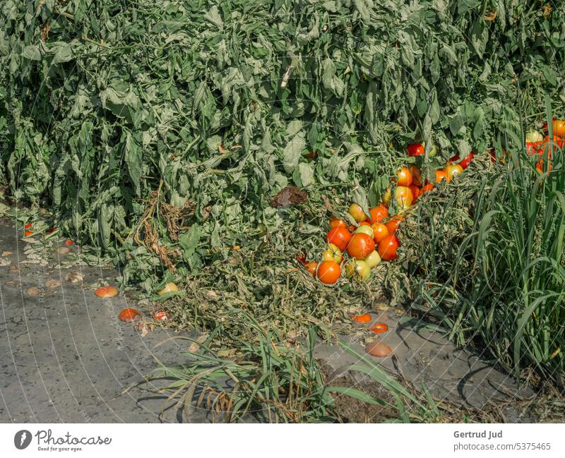 Tomato disposal in the middle of nature Landscape Summer Environment Meadow Grass Nature Green Plant Deserted Trash Waste management Garbage dump