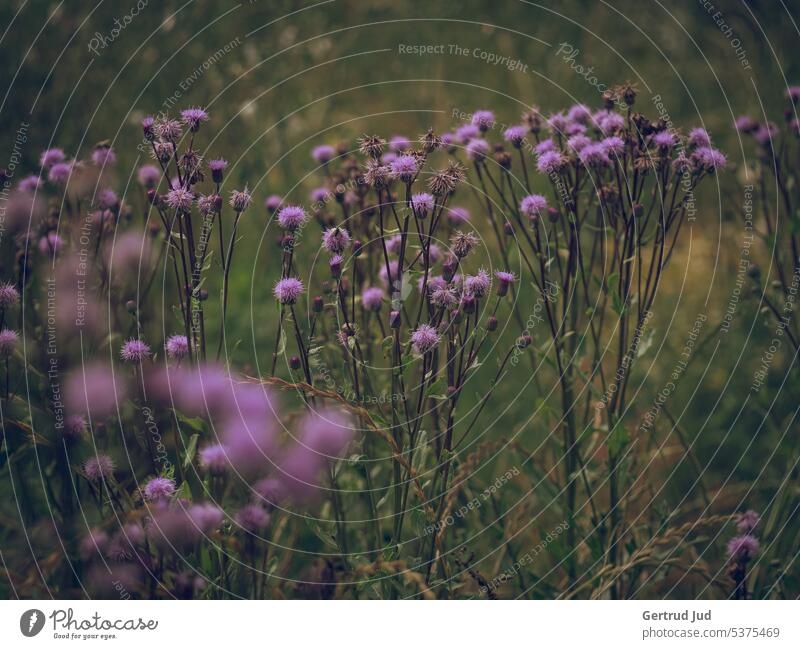 Wildflower meadow in summer Flower Flowers and plants Color purple Summer Meadow Nature flowers Plant Colour photo naturally Blossoming Close-up