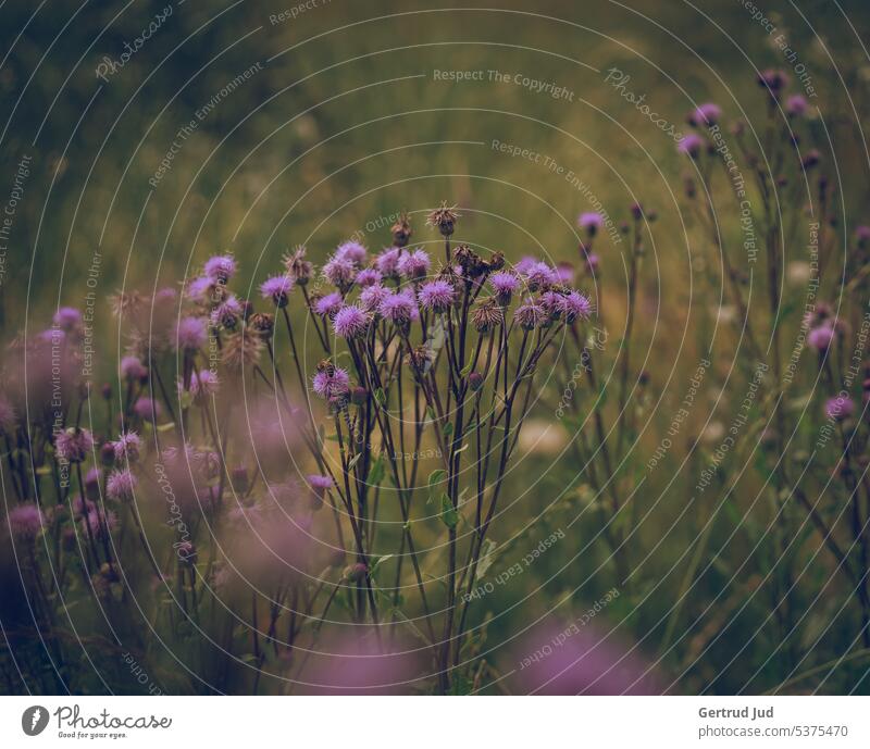 Summer wildflower meadow Flower Flowers and plants Color purple Meadow Nature flowers Blossom Plant Colour photo Garden Blossoming naturally Exterior shot
