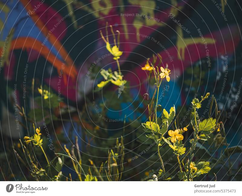 Wild flowers in front of graffiti wall Flowers and plants Nature Plant Colour photo Blossom Summer Garden Exterior shot Blossoming naturally Close-up