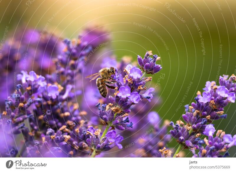 Honey bee on a lavender bush II Lavender Summer Bee Sun Insect Nature Animal Plant Blossom Garden Diligent Pollen Macro (Extreme close-up) Sprinkle Blossoming
