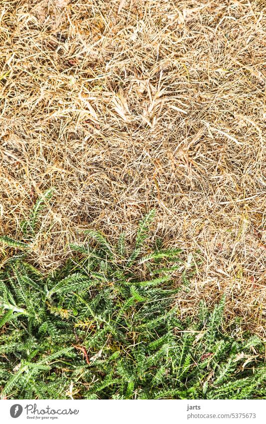 dried up lawn with rest green aridity lack of water parched Lawn Green hot weather Dry Climate change Environment Drought Summer Nature Ground Earth Hot ardor