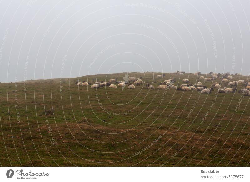 A flock of sheep grazing in the mist at early morning nature animal farming fog misty foggy pasture rural white field grass group meadow livestock looking wool