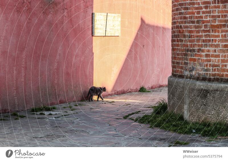 A cat sneaks out of the shadow of an old house into the sunlight Rural Cat Pet Backyard Street Walking Facade Wall (building) colored Sunlight warm vacation