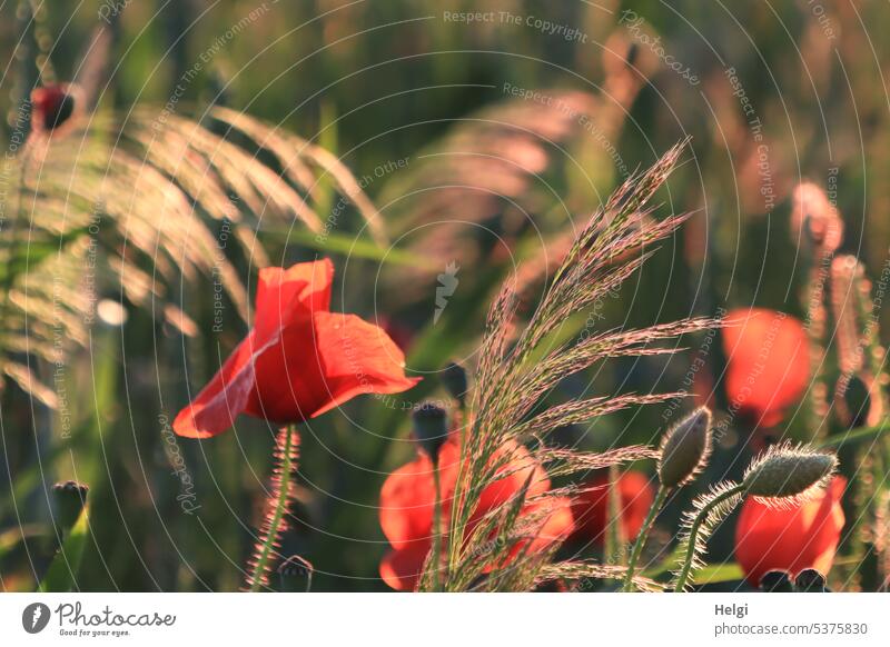 Perennial | poppy blossoms, buds and grasses in the backlight of the evening sun Poppy poppy flower Poppy blossom poppy bud Grass Sunlight Evening sun