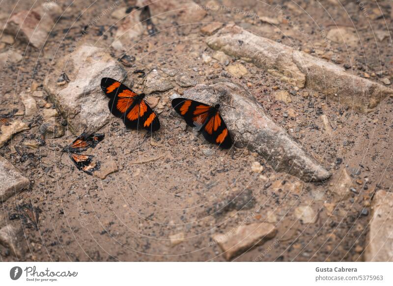 Two butterflies perched on the ground next to a dead one. Butterfly Insect Close-up Nature Colour photo Exterior shot Day insects