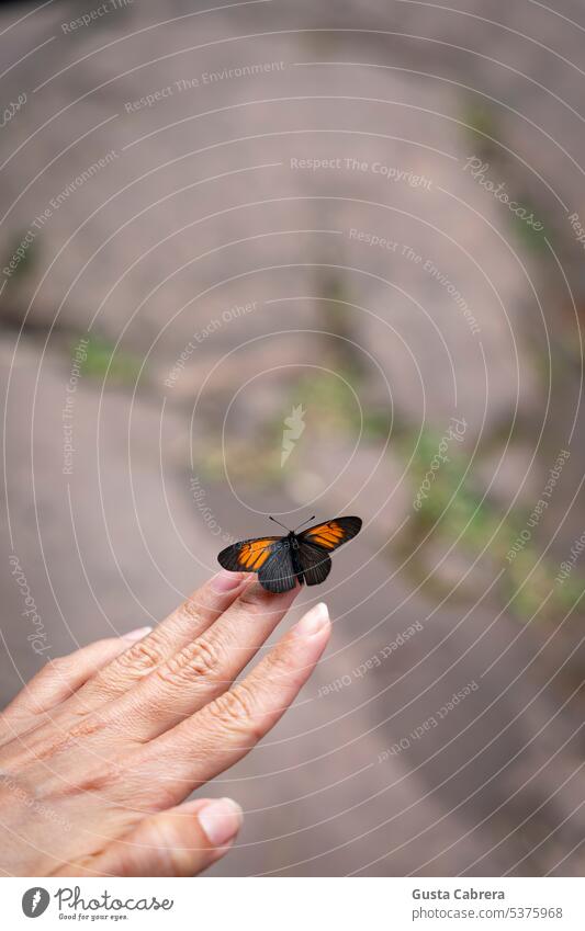 Butterfly perched on a person's hand. Insect Flying insect Beautiful Wing Nature Hand Close-up Colour photo Detail Animal portrait Feeler Small Delicate