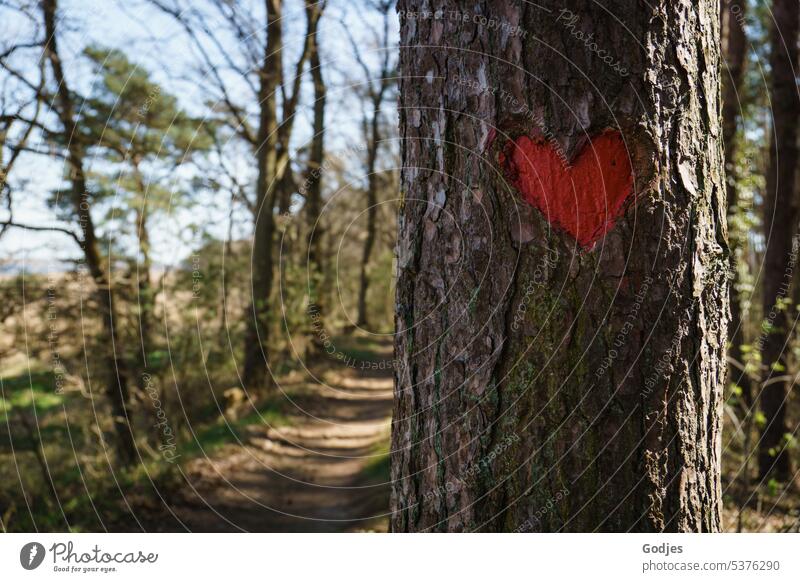 Red heart carved in the bark of a tree Heart Love Nature Tree Tree bark Carving Red-haired Romance Exterior shot Infatuation Emotions Sign Happy Tree trunk