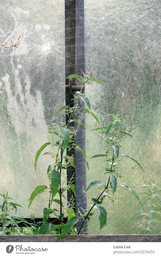 Old greenhouse... Nettles grow inside through tilted skylight Pane Glass Plant Nature Market garden Greenhouse do gardening Garden Light Bright Slice Mysterious