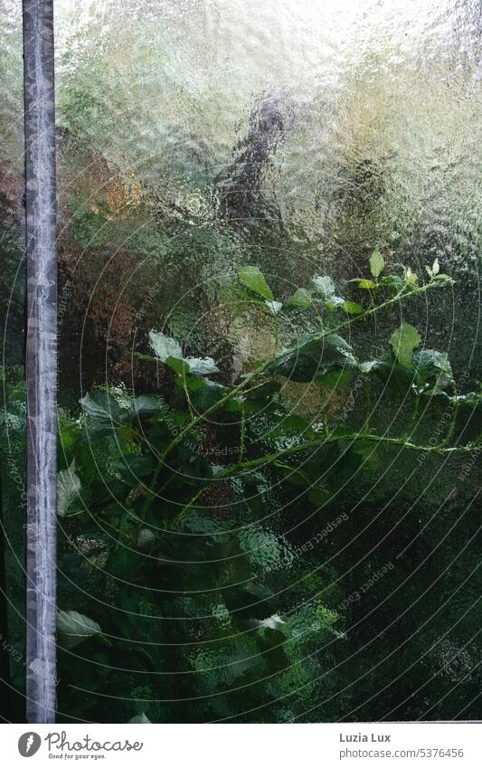 Old greenhouse... green vines in front of blind window Pane Glass Plant Nature Market garden Greenhouse do gardening Garden Light Bright Slice Mysterious