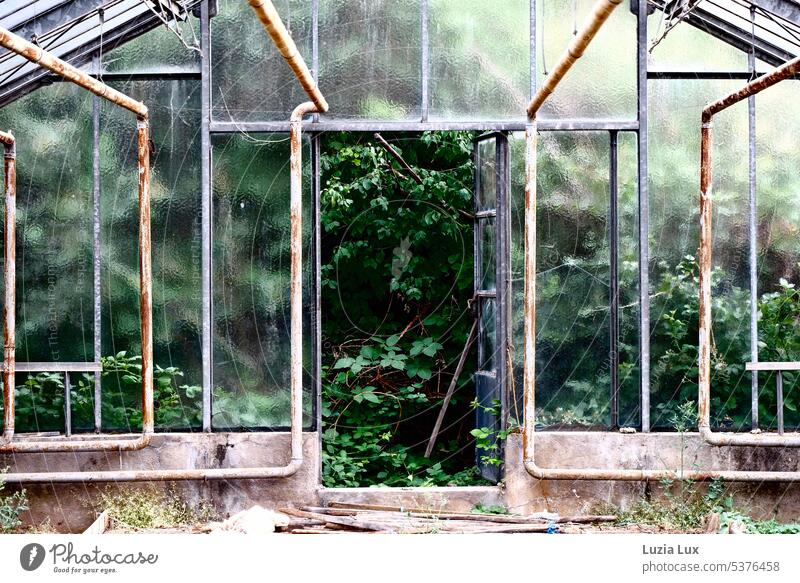 Old greenhouse... View from inside to outside Pane Glass Plant Nature Market garden Greenhouse do gardening Garden Light Bright Slice Mysterious Delicate