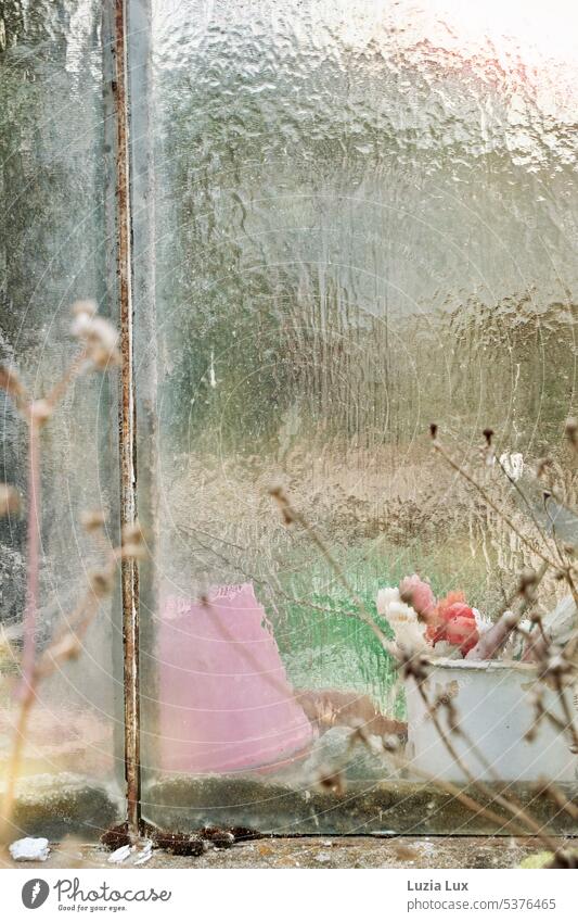 View of an old greenhouse... Pane Glass Plant Flower Nature Blossoming Market garden Greenhouse do gardening Garden Light shop window Shop window Bright Slice