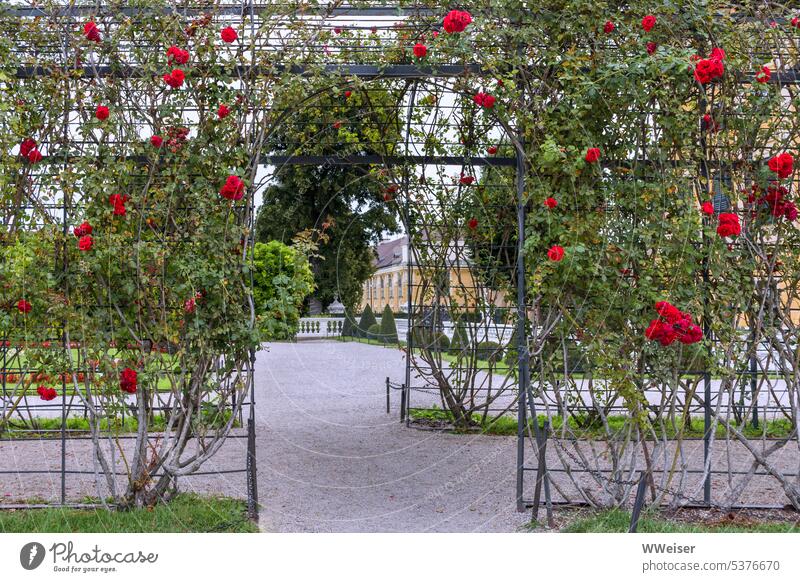 Through this palace garden with the rose-covered corridors you can take a magnificent stroll Lock Classic Garden roses vine Corridor Grating wax Culture