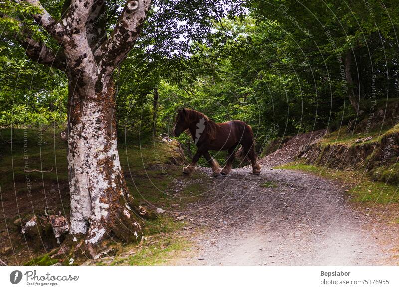 Horse grazing in the French Pyrenees horse nature pasture france mammal meadow scenery animal beauty grass green border equestrian wood trees asphalt wild