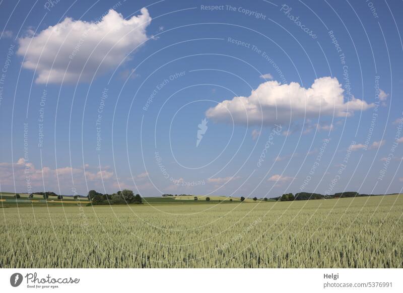 Fields with unripe wheat, trees and little clouds in blue sky Landscape Nature Agriculture Wheat Wheatfield Immature Tree shrub Sky Clouds Idyll