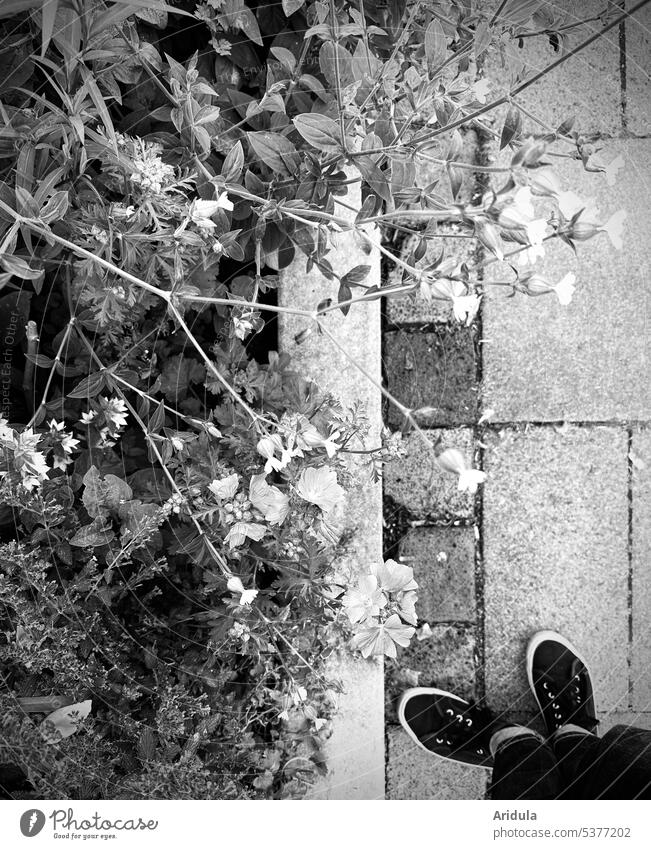 The flower bed and my shoes b/w Flowerbed Concrete stones flowers Summer Town Herbaceous plants urban city greening Nature Blossom Garden Footwear off Footpath