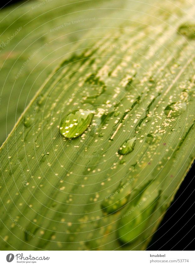 rain Leaf Drops of water Rain Gold Water Macro (Extreme close-up) Close-up Detail