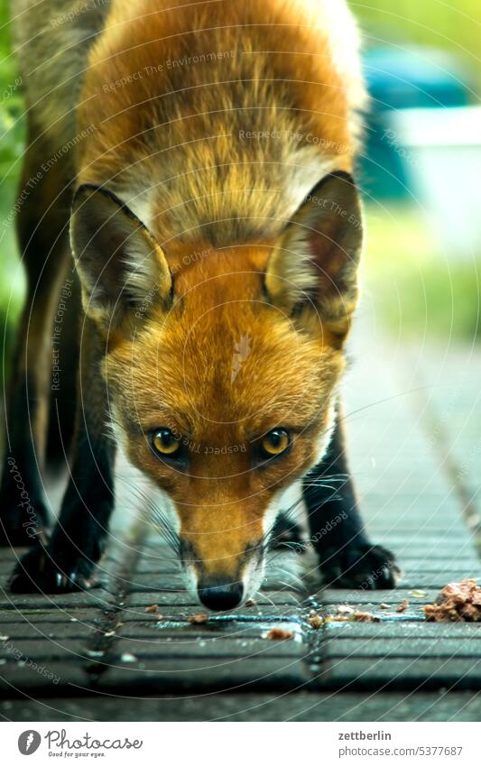 The fox eats vulpes vulpes Fox Red fox Animal Wild animal young fox Caution Watchfulness vigilantly Direct Curiosity Garden ears Frontal encounter Park Pelt