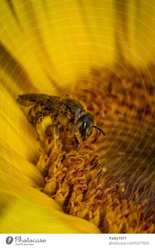 Honey bee collecting pollen on a sunflower. Macro shot. Bee Pollen amass Sunflower macro Macro (Extreme close-up) Insect Sprinkle Farm animal Animal Plant