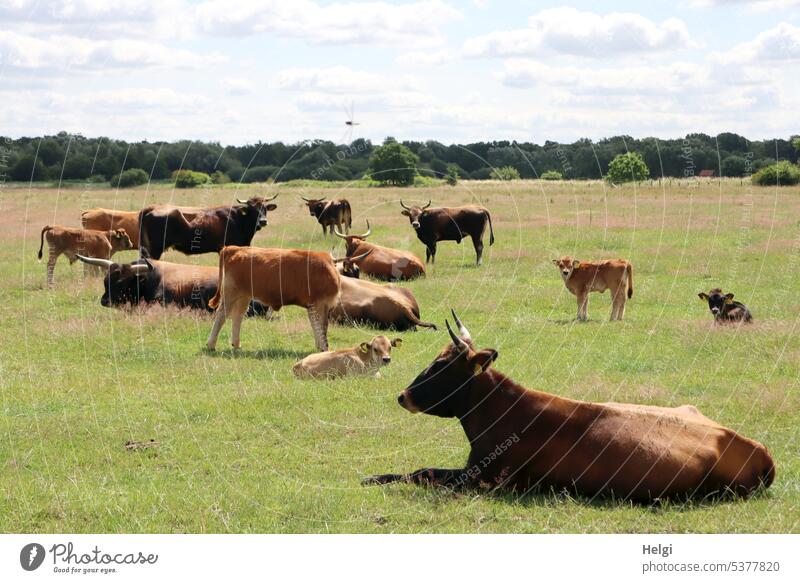 Heck cattle in a pasture Heck Cattle Herd Aurochs species Domestic cattle breed Animal Mammal Cow Bull Calf Many Meadow Willow tree Landscape Nature