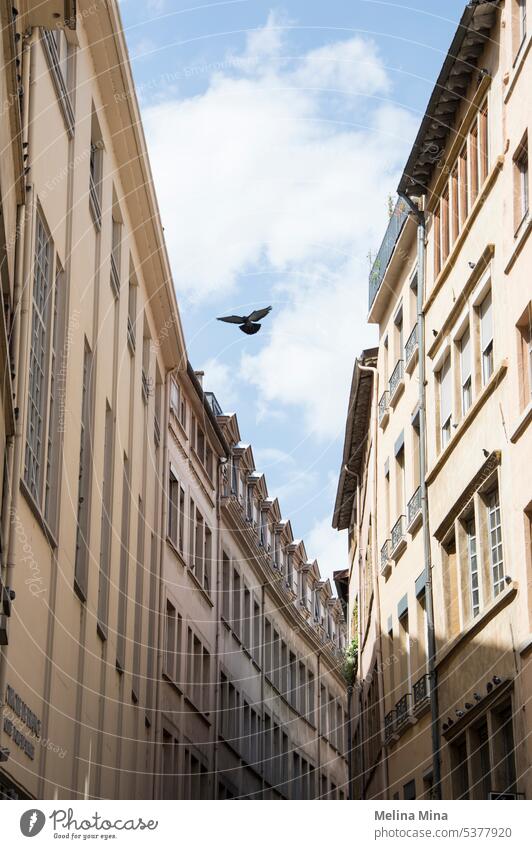 Bird flying through the streets of Lyon Pigeon Flying Sky cloudy sky Freedom sky between houses House (Residential Structure) living alone lonely bird Wing Air